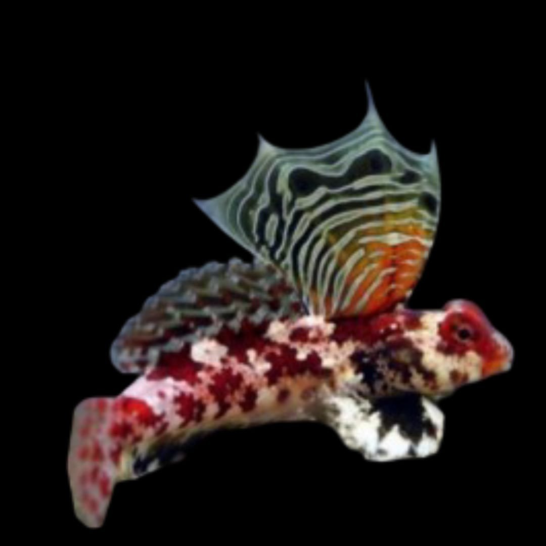 Dragonet (Red) Synchiropus Stellatus)