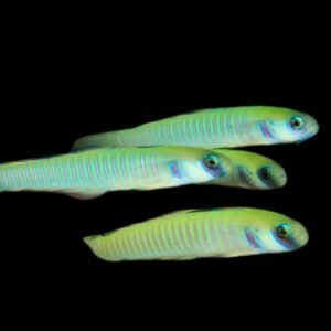 Zebra Dartfish (Ptereleotris Zebra)