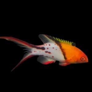 Bodianus Anthias (Lyretail Hogfish Philippine)