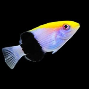 Saddleback Hogfish (Bodianus Bilunulatus)