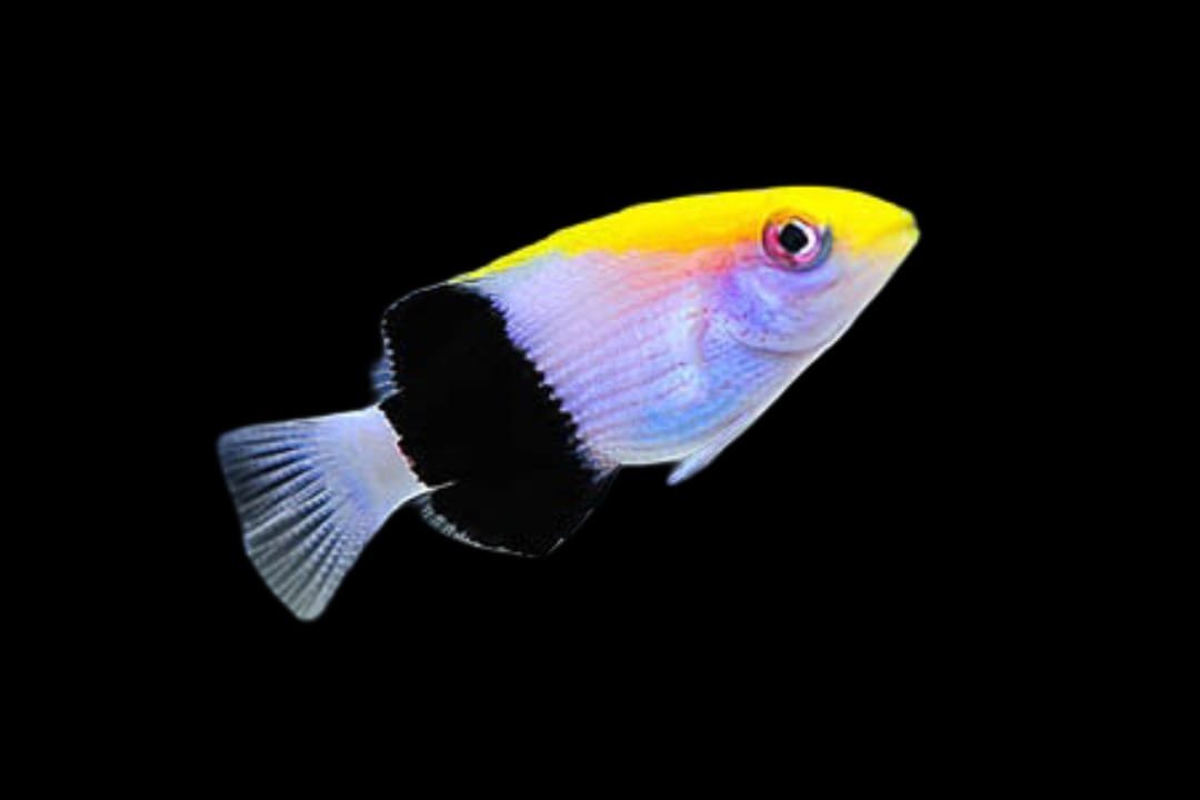 Saddleback Hogfish (Bodianus Bilunulatus)