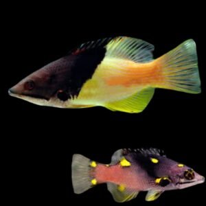 Saddleback Hogfish (Bodianus Bilunulatus)