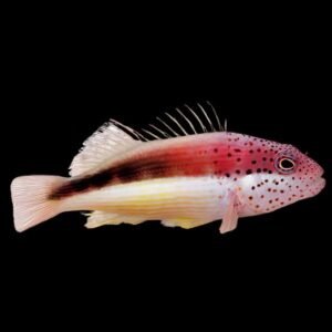 Paracirrhites Forsteri (Forster's Hawkfish)