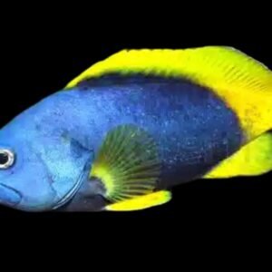 Epinephelus Flavocaeruleus (Blue)