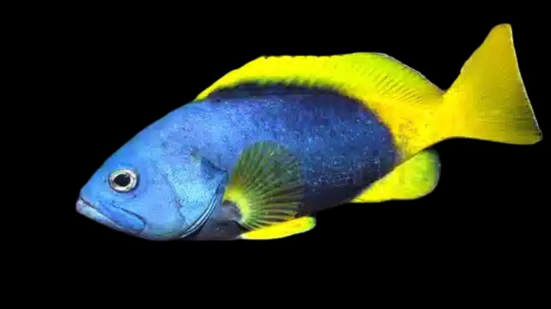 Epinephelus Flavocaeruleus (Blue)