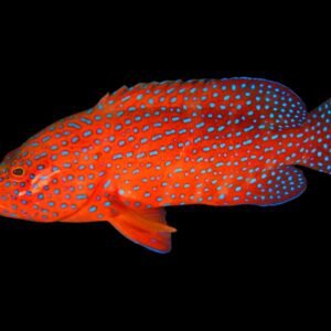 Cephalopholis Miniata (Coral Grouper)