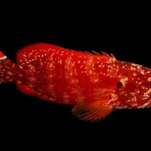 Cephalopholis Urodeta (Flagtail Grouper)