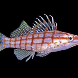 Long Nose Hawkfish (Oxycirrhites Typus)