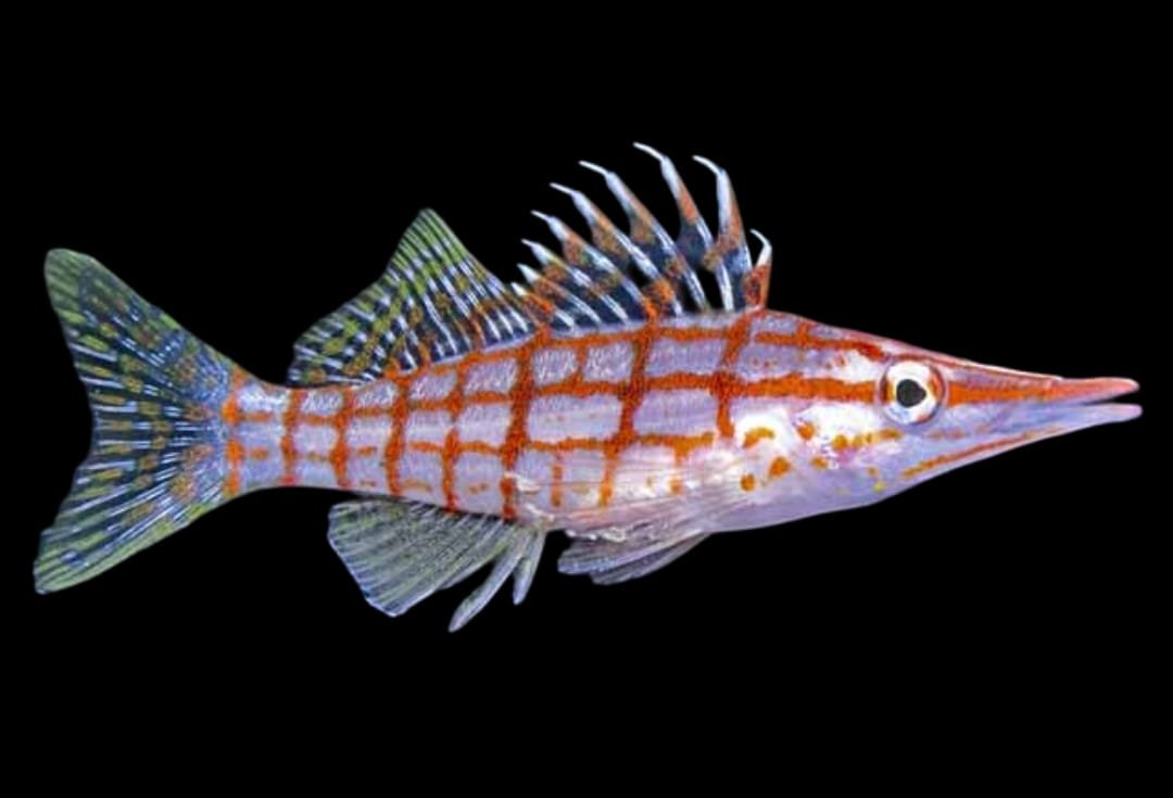 Long Nose Hawkfish (Oxycirrhites Typus)