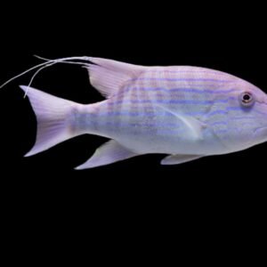 Symphorus Nematophorus (Blue Line Snapper) Juvenile