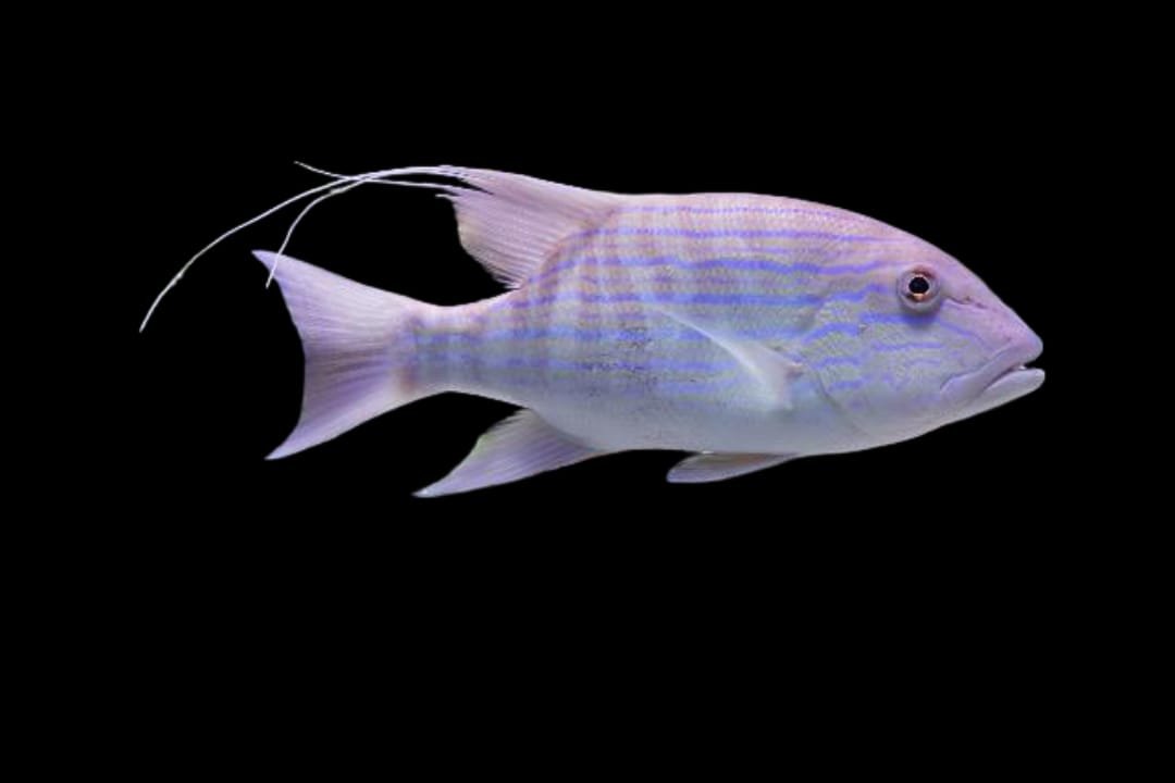 Symphorus Nematophorus (Blue Line Snapper) Juvenile