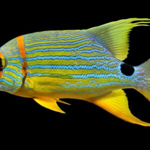 Symphorichthys Spilurus (Blue and Gold Striped Snapper) Juvenile