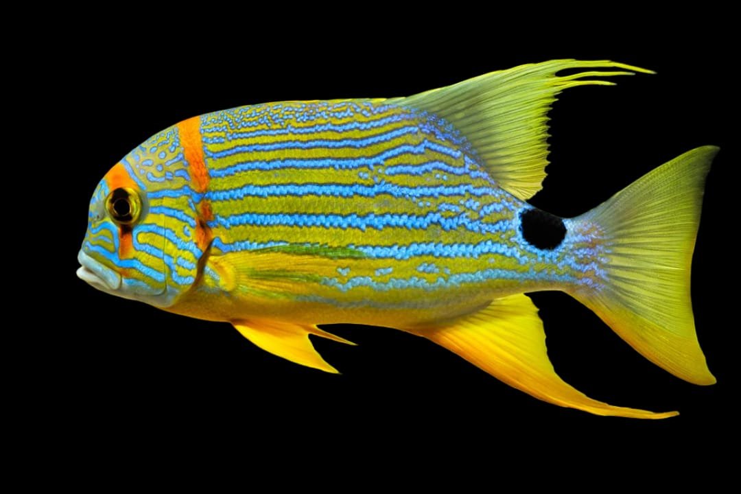 Symphorichthys Spilurus (Blue and Gold Striped Snapper) Juvenile