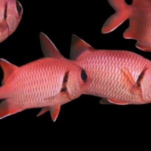 Myripristis sp (Pacific Soldierfish)