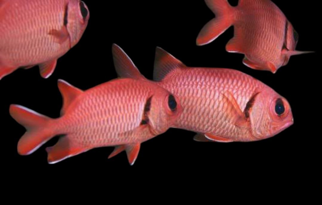 Myripristis sp (Pacific Soldierfish)