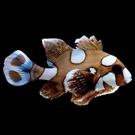 Plectorhinchus Chaetodonoides (Harlequin Sweetlips) Juvenile