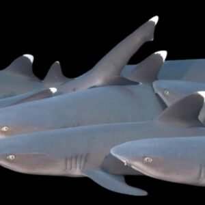 Triaenodon Obesus (Whitetip Reef Shark) Juvenile