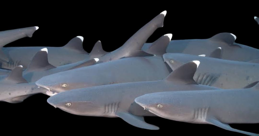 Triaenodon Obesus (Whitetip Reef Shark) Juvenile