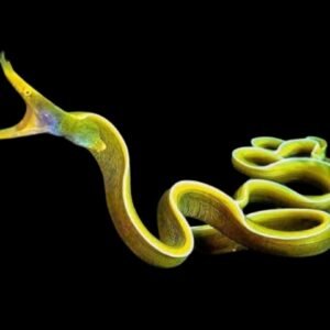 Rhinomuraena Quaesita (Female)Ribbon Eel (Yellow)