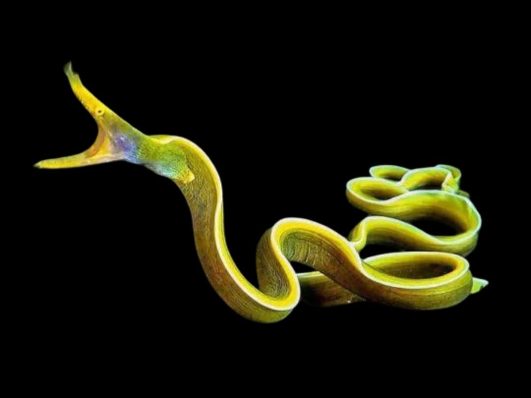 Rhinomuraena Quaesita (Female)Ribbon Eel (Yellow)