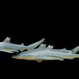 Carcharhinus melanopterus (Black Tip Reef Shark) Juvenile
