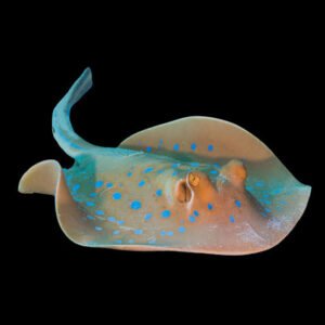 Taeniura Lymma (Blue Spot Ray) Juvenile