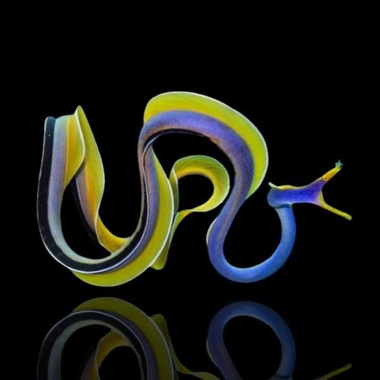Rhinomuraena Quaesita (Male) Ribbon Eel (Blue)