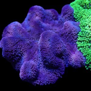 Stichodactyla Gigantea (Blue Giant Carpet Anemone)