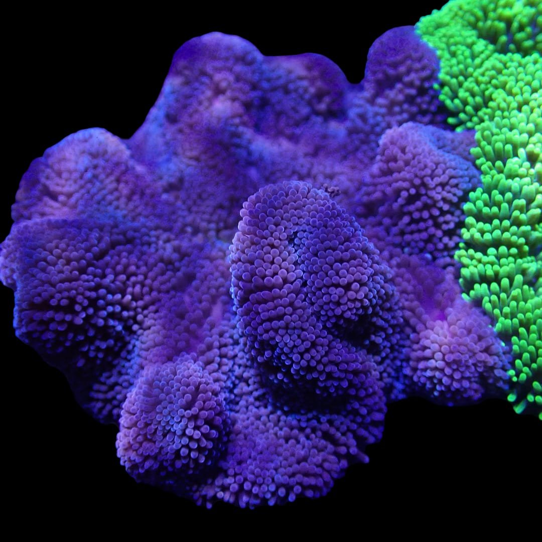 Stichodactyla Gigantea (Blue Giant Carpet Anemone)