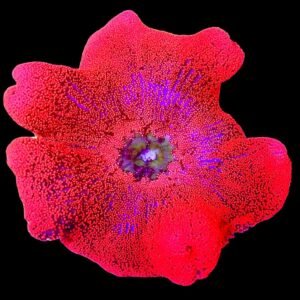 Stichodactyla Haddoni (Red Carpet Anemone)