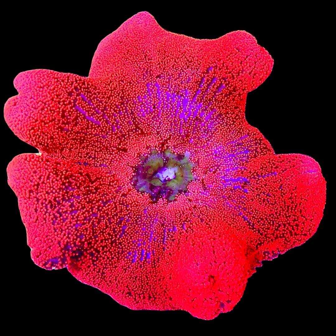 Stichodactyla Haddoni (Red Carpet Anemone)