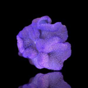 Stichodactyla Gigantea (Purple Giant Carpet Anemone)