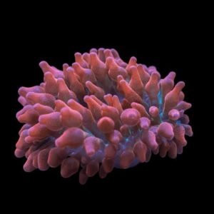 Entacmaea Quadricolor (Corn/Bulb Anemone (Red)