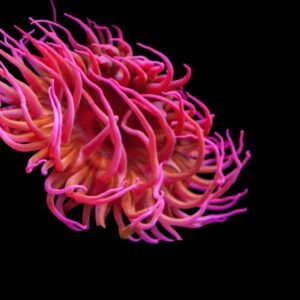 Macrodactyla Doreensis (Pink Anemone)