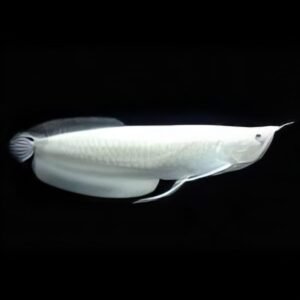 Platinum Silver Arowana
