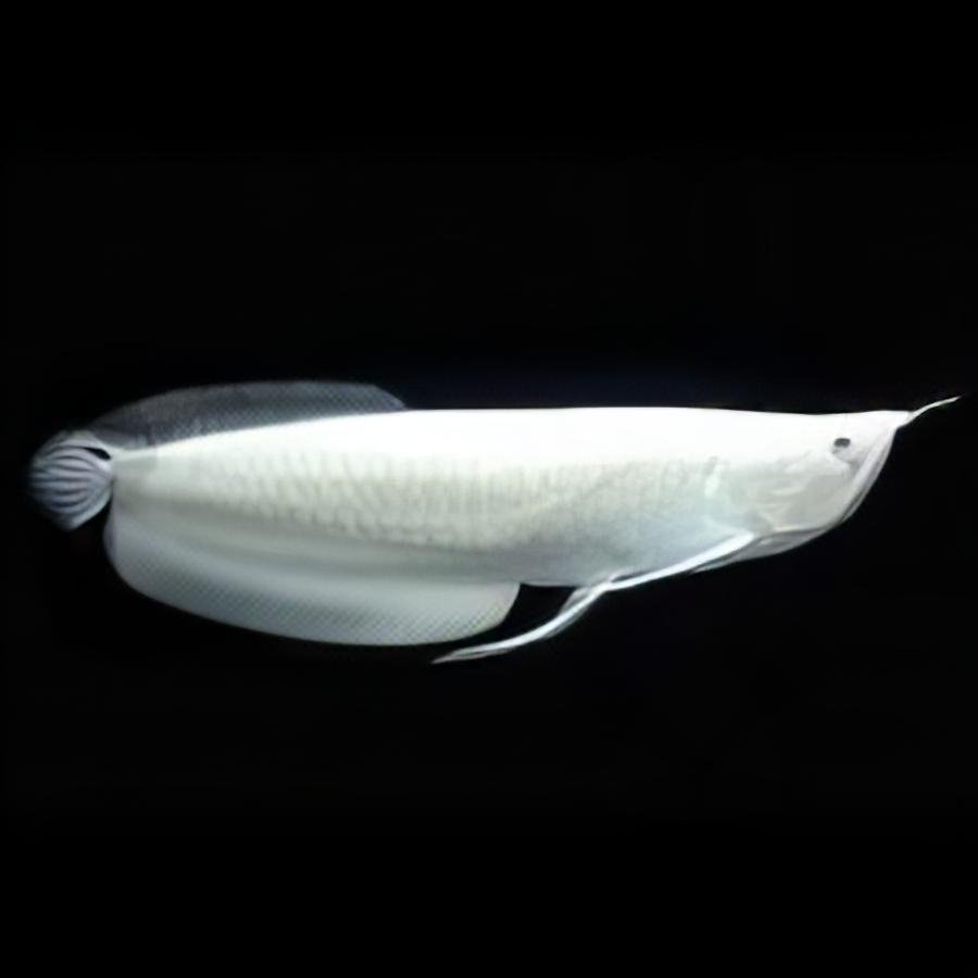 Platinum Silver Arowana