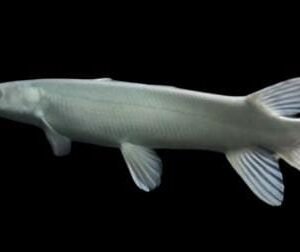 Short Body Platinum Alligator