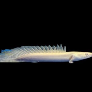 Platinum Lapradei Bichir