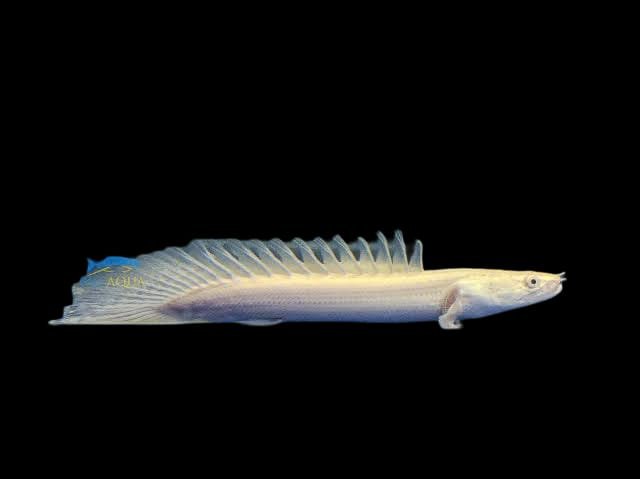 Platinum Lapradei Bichir