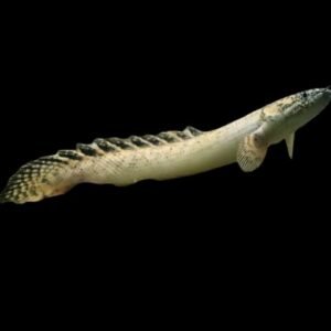 Golden Ornatipinnis Bichir