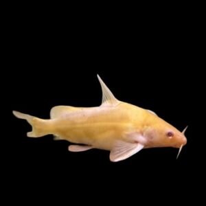 Albino Marble Lancer Catfish