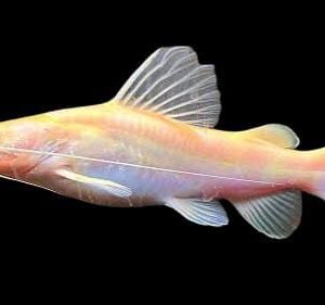Albino Asian Redtail Catfish