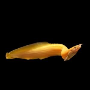 Xanthic Fire Eel