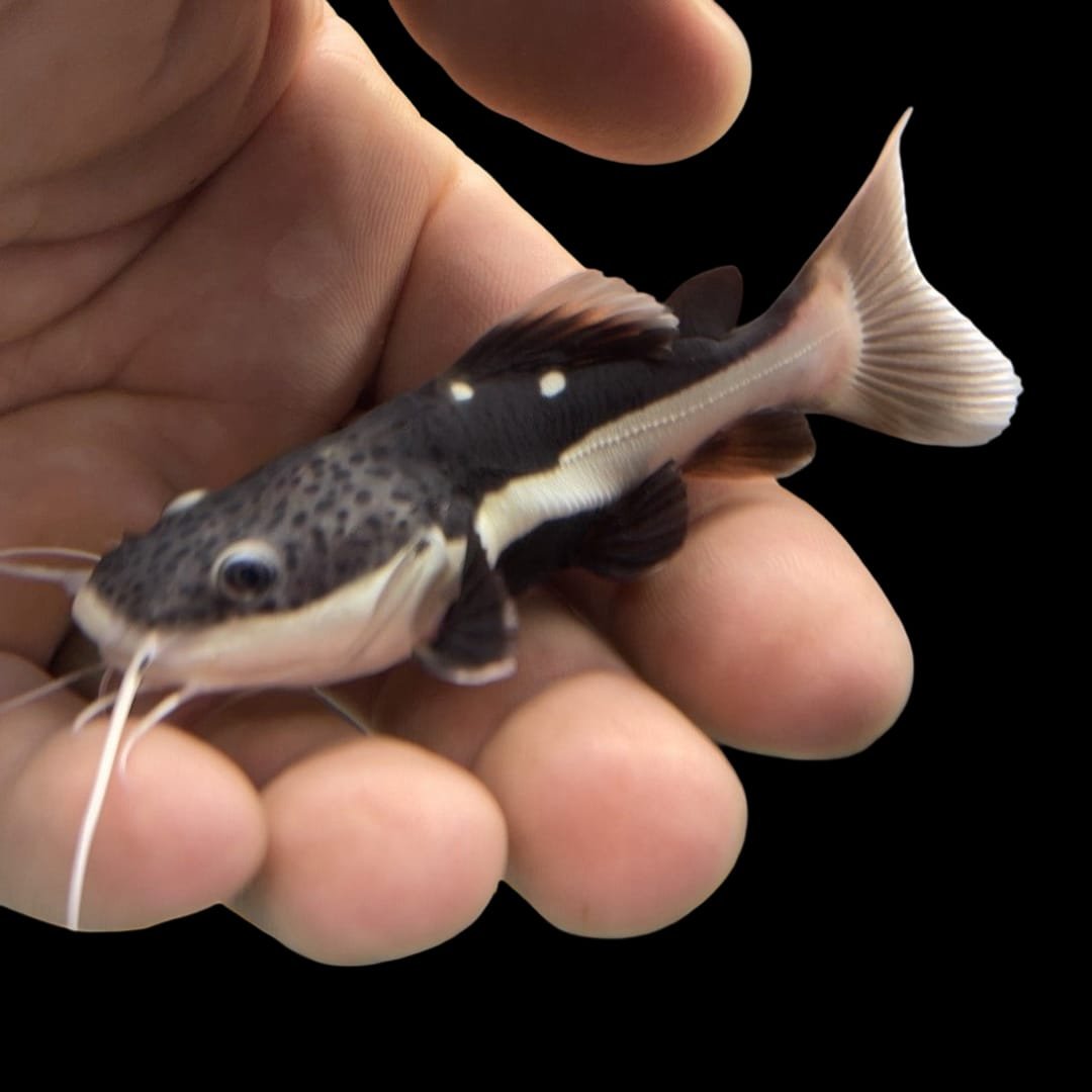 Short Body Red Tail Catfish