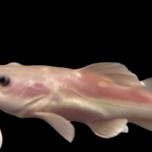 Phantom Short Body Red Tail Catfish