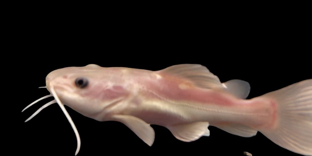 Phantom Short Body Red Tail Catfish