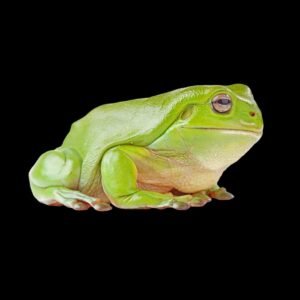 Dumpy Tree Frog Papua