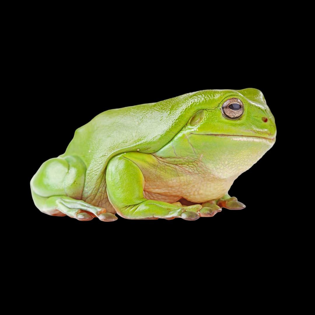 Dumpy Tree Frog Papua