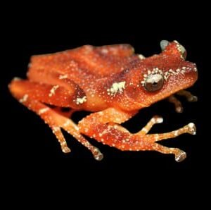 Pearly Frog Java