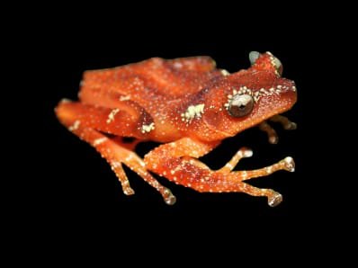Pearly Frog Java